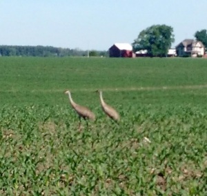 pair of cranes
